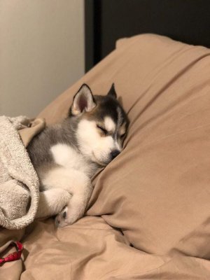 Husky.jpg