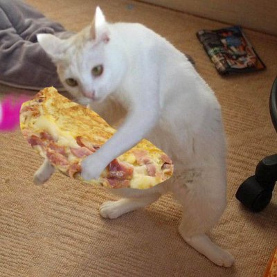 omeletegato.jpg