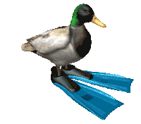 spinning duck.gif