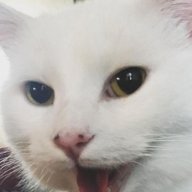 PerroRam