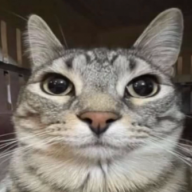 Imgatitoo