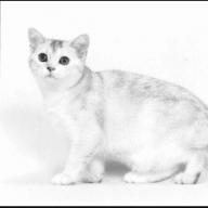 nyaan69