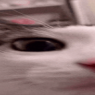 Cqqmiloh