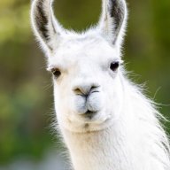 ItzLlama
