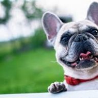 BobbyBuldogi