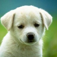 DoglierOK