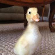 DaniPatito