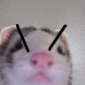 AMYxdSony