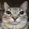 Imgatitoo
