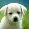 DoglierOK